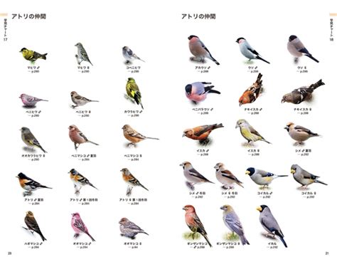 鳥種類|野鳥図鑑（野鳥の種類、名前）